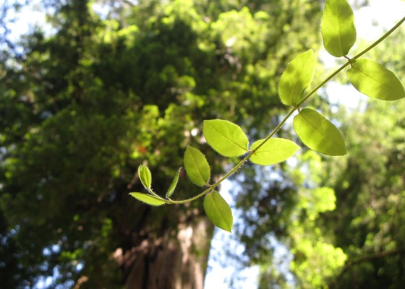 Mother of the Forest